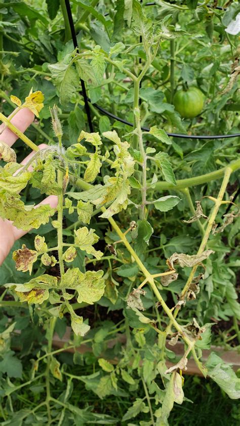 Better Boy Tomato Plant Having Issues Anyone Able To Tell