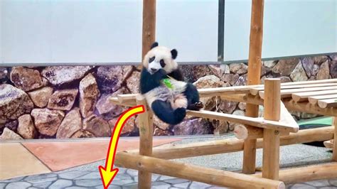 Baby Panda Falls💦a Collection Of Very Cute Scenes Youtube