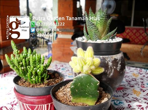Beberapa orang menaruh tanaman hias bunga ataupun tanaman hias daun sebagai properti yang diletakkan di atas meja kerjanya. Tanaman Kaktus Mini Unik Untuk Dekorasi Meja Rumah Anda ...