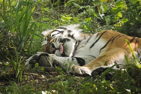 Tiger Blep By Furlined On Deviantart