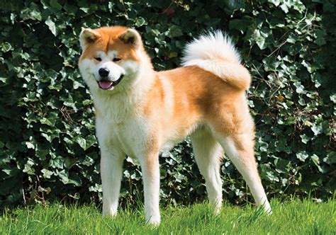 Where Are Akita Dogs From