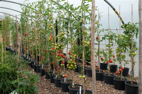 10 Steps To Get 50 80 Pounds Of Tomatoes From Every Plant