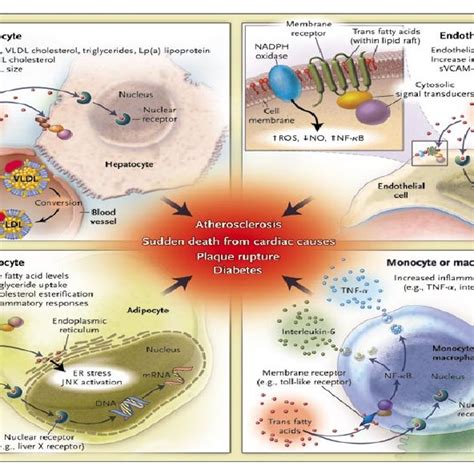 Pdf Facts About Trans Fatty Acids