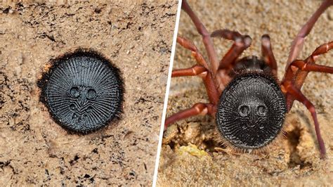10 Most Bizarre Venomous Spiders Youtube