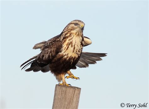 Mystery Bird Rough Legged Hawk Buteo Lagopus Science The Guardian