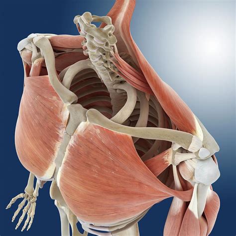 Shoulder And Chest Anatomy Photograph By Springer Medizin Fine Art My Xxx Hot Girl