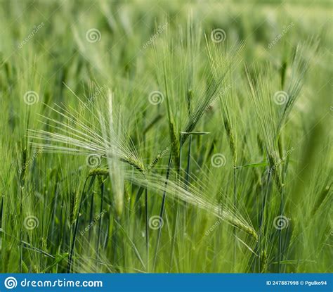 Zhito Wheat Oats Green Fields Beauty Landscape Stock Photo Image