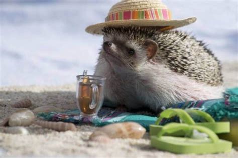 These 10 Pets Ready For Summer Will Make You Smile Cute Hedgehog