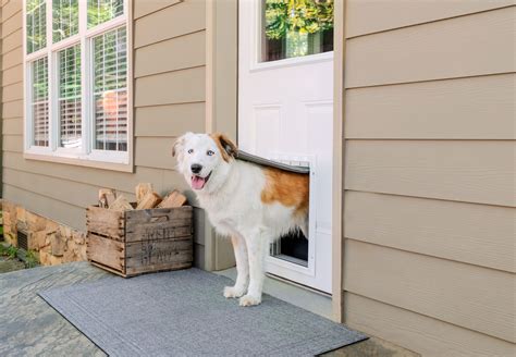 Dog Doors Everything To Know About Choosing The Right One This Old House