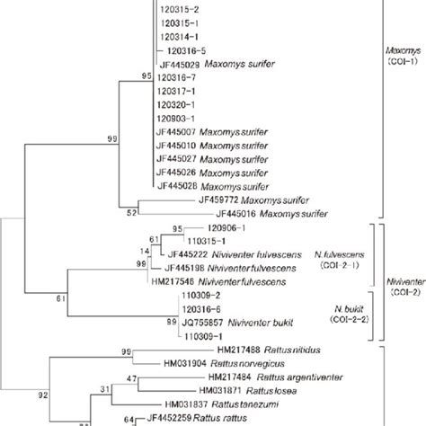 Phylogenetic Tree Of The Mitochondrial COI Gene Sequence Data Download Scientific Diagram