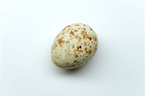 Dark Eyed Junco Replica Bird Egg Etsy