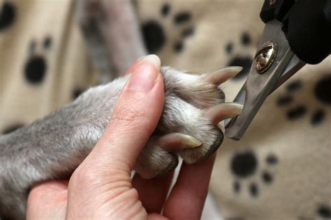 How to trim your dogs nails — Woofpurnay Veterinary Hospital
