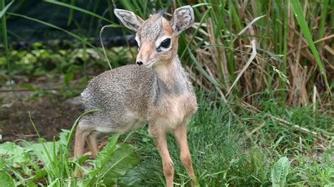 Kirks Dik Dik Antelope Born At Brookfield Zoo