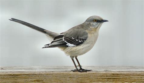 Download Northern Mockingbird - BirdWatching