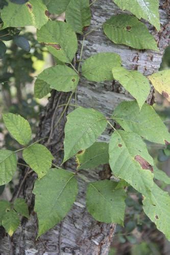 Identifying Poison Ivy Isnt As Easy As Leaves Of 3 Lifestyles