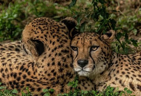 Cheetahs Photograph By David Pine Fine Art America