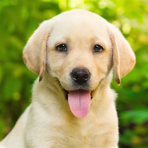 Golden Retriever Lab Mix Puppies For Sale In Illinois Bharatnow