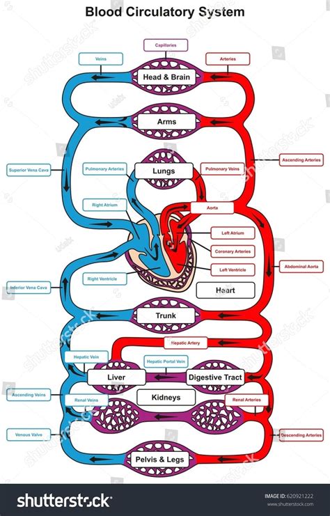 Blood Circulatory System Of Human Body Infographic Diagram With Heart