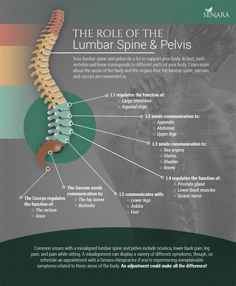 The Function And Importance Of The Lumbar And Sacral Spine