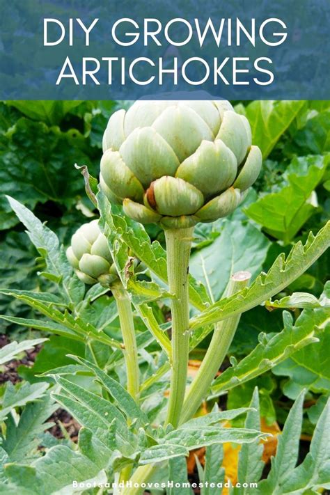 Artichokes Growing In The Garden With Text Overlay