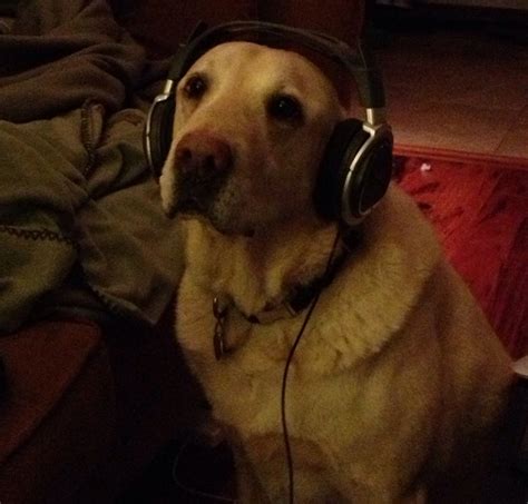 Here Are Some Pictures Of Dogs Wearing Headphonesdigital Music News