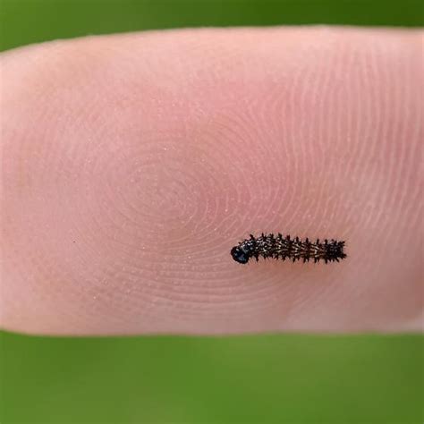 Tiny Black Caterpillar Bugguidenet