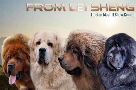 Tibetaanse Mastiff Tibetan Mastiff Do Khyi Do Khyi Dho Kyi Fokker