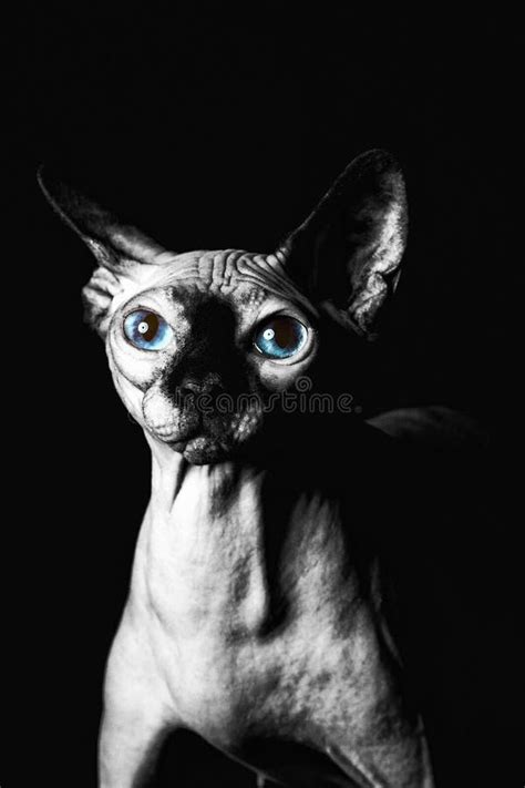 Sphynx Cat Stock Image Image Of Ears Domestic Cute 156061971