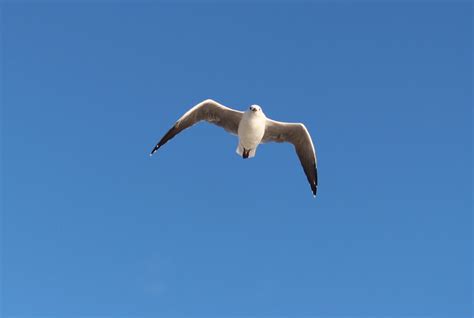 Безплатна снимка крайбрежие птица небе морски птици чайка клюн