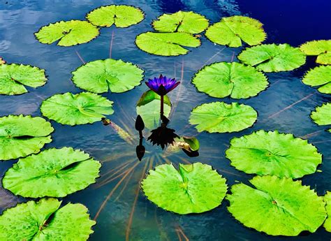Blue And Green Lilies Smithsonian Photo Contest Smithsonian Magazine