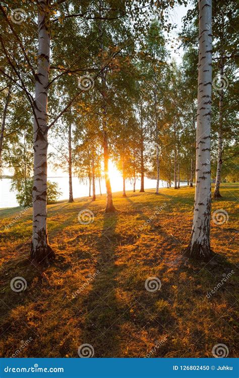 Birch Trees At Park And Beautiful Sunset Light Stock Photo Image Of
