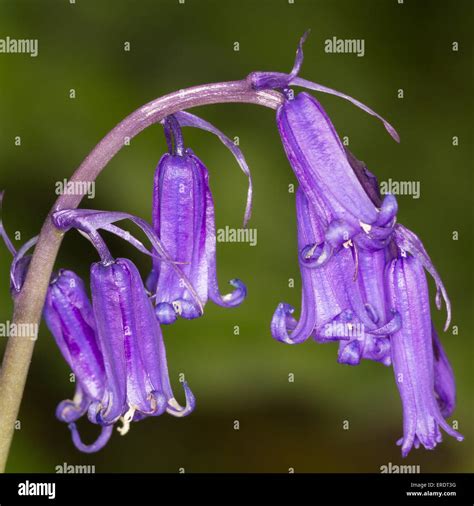 Bluebell Flower Close Up With A Green Background Stock Photo Alamy