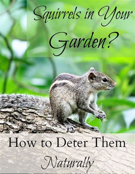 Squirrels can become a huge hassle in gardens, but luckily this problem can be fixed. How to Keep Squirrels Out of Your Garden - It Takes Time ...