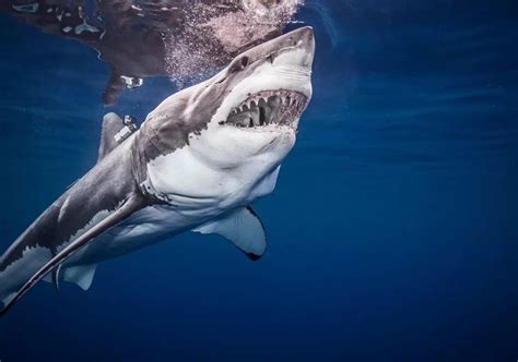Foto De Todos Os Tubarões