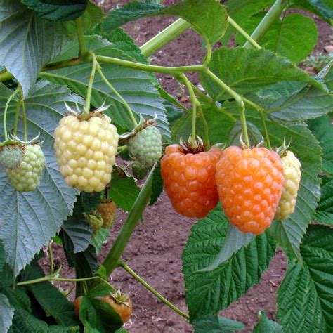 Cascade Gold Raspberry Plant 25 Pot Delectable Golden Berries