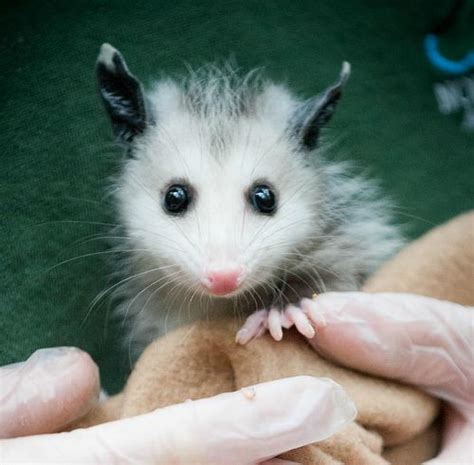 Opossum Zooborns