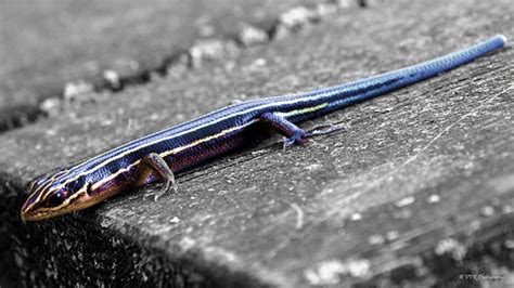 Five Lined Skink Ft Campbell Kentucky This Is One Of M Flickr