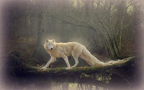 Beautiful Wolf Wallpapers Wallpaper Cave
