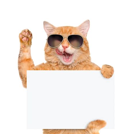 Cat Holding Sign Stock Photos Royalty Free Cat Holding Sign Images