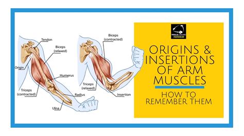 Shoulder Girdle Muscles Origin And Insertion