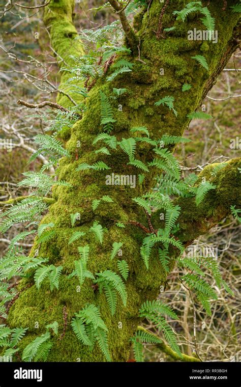 Ferns And Moss Growing On The Trunk Of An Oak Tree Dumfries And Galloway