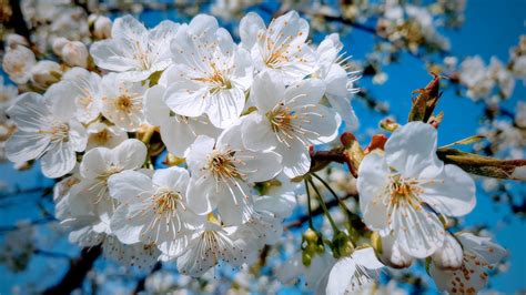 Download 2048x1152 Wallpaper White Close Up Cherry Tree Spring