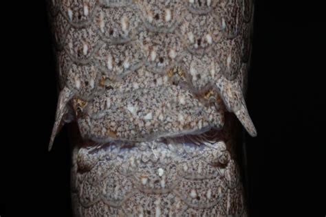 Vestigial Hind Legs Of A Burtons Legless Lizard Lialis B Flickr