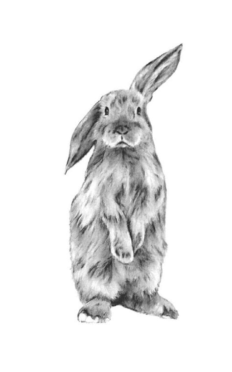 Bunny Sketches Rabbit Drawing Rabbit Art