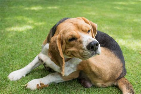 A Complete Guide To Flea Allergy Dermatitis Fad In Dogs