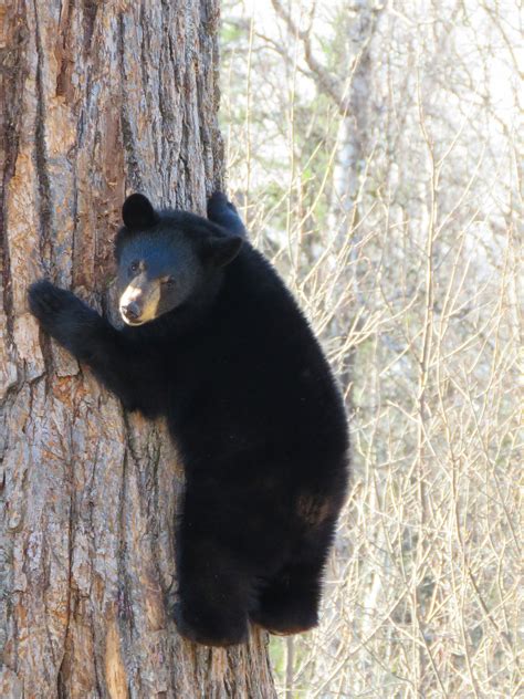 Black Bear Free Stock Photo Public Domain Pictures