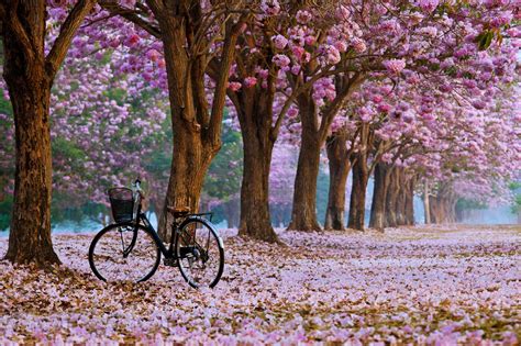 30+ Spring Backgrounds, Wallpapers, Images, Pictures | Design Trends ...