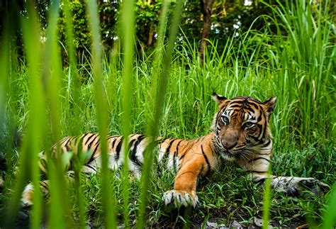 Sumatran Tiger Habitat
