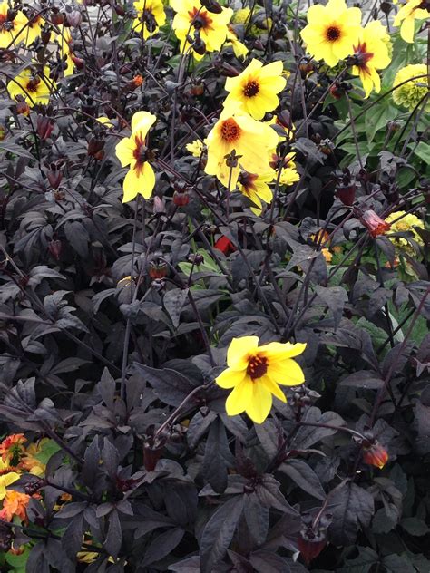 Harvest time is from seedling planting to harvest. Resilient flower with foliage that provides interesting ...