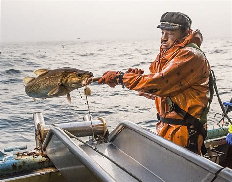 The Truth About Pacific Cod Sea To Table